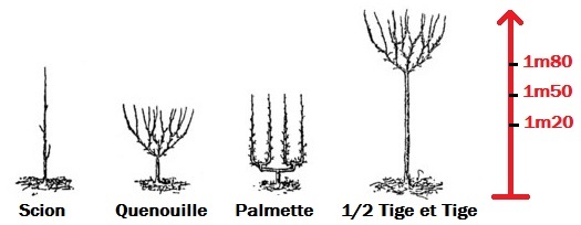 forme arbres fruitiers, Pépinière